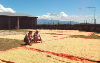 Motifasi Petani Sukseskan Ketahanan Pangan Nasional, Bhabinkamtibmas Polsek Woha Sambangi dan Bantu Proses Pengeringan Jagung