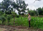 Bhabinkamtibmas Terong Tawah Aktif Dorong Ketahanan Pangan di Tingkat Desa
