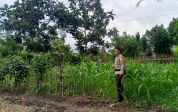 Bhabinkamtibmas Terong Tawah Aktif Dorong Ketahanan Pangan di Tingkat Desa