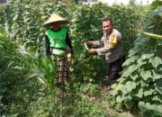 Polsek Labuapi Dukung Ketahanan Pangan, Bhabinkamtibmas Ajak Warga Manfaatkan Lahan Kosong
