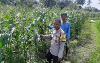 Bhabinkamtibmas Dorong Swasembada Pangan di Desa Montong Are