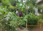 Bhabinkamtibmas Gerung Dukung Ketahanan Pangan Lewat Pekarangan Warga
