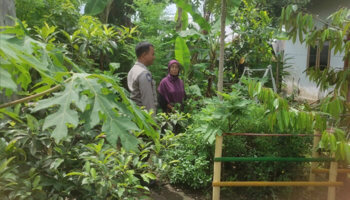 Polsek Gerung Dorong Mandiri Pangan Warga Desa Suka Makmur