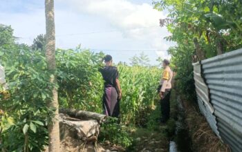 Jagung Bonanza dan Peran Polri dalam Ketahanan Pangan