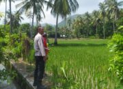 Bhabinkamtibmas Sekotong Dukung Swasembada Pangan di Batu Putih