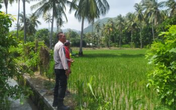 Bhabinkamtibmas Sekotong Dukung Swasembada Pangan di Batu Putih