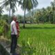 Bhabinkamtibmas Sekotong Dukung Swasembada Pangan di Batu Putih