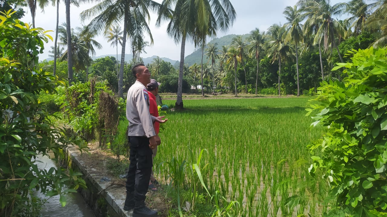 Bhabinkamtibmas Sekotong Dukung Swasembada Pangan di Batu Putih
