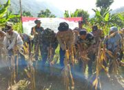 Panen Raya Jagung Serentak di Batulayar, Langkah Nyata Wujudkan Swasembada Pangan 2025 (5)