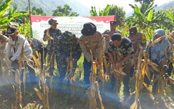 Lahan 20 Are Batulayar Bukti Swasembada Jagung