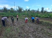 Peran Polri Dalam Swasembada Pangan di Sekotong, NTB
