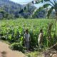 Polisi Sambangi Petani Jagung di Sekotong Timur, Dukung Ketahanan Pangan