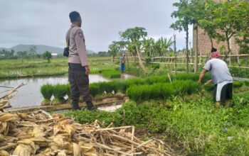Dukung Petani Lokal, Bhabinkamtibmas Sambangi Sawah di NTB