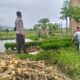 Dukung Petani Lokal, Bhabinkamtibmas Sambangi Sawah di NTB
