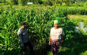 Polsek Lembar Dampingi Warga Mareje Timur Atur Tanam Jagung