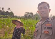 Program Ketahanan Pangan Diperkuat Lewat Kunjungan Polsek Lembar ke Petani