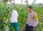 Sinergi Polisi dan Petani Wujudkan Ketahanan Pangan di Kuripan Utara