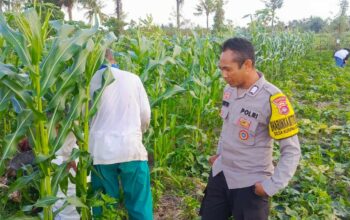 Sinergi Polisi dan Petani Wujudkan Ketahanan Pangan di Kuripan Utara