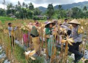 Panen Raya Jagung di Lombok Barat: Sinergi Petani dan Polri