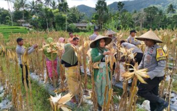 Panen Raya Jagung di Lombok Barat: Sinergi Petani dan Polri