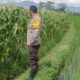 Bhabinkamtibmas Polsek Gerung Aktif Dampingi Petani Desa Beleka