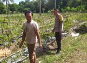Pendekatan Humanis Polsek Sekotong Majukan Pertanian Cabai