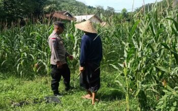 Bhabinkamtibmas Sekotong Dukung Petani Jagung Wujudkan Ketahanan Pangan