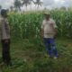 Pemanfaatan Pekarangan dan Jagung Siap Panen, Banyumulek Jadi Contoh Ketahanan Pangan NTB