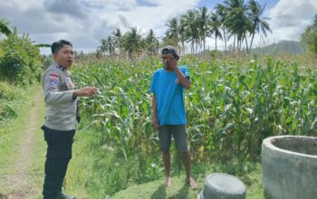 Perkuat Ketahanan Pangan, Polisi Bina Petani Jagung di Sekotong