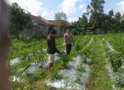 Bhabinkamtibmas Jagaraga Gencarkan Sosialisasi Ketahanan Pangan, Dorong Petani Manfaatkan Lahan