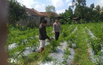 Bhabinkamtibmas Jagaraga Gencarkan Sosialisasi Ketahanan Pangan, Dorong Petani Manfaatkan Lahan