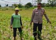 Bhabinkamtibmas Telagawaru Dorong Ketahanan Pangan Warga Paok Kambut