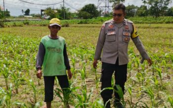 Bhabinkamtibmas Telagawaru Dorong Ketahanan Pangan Warga Paok Kambut