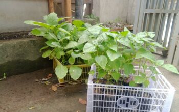 Bhabinkamtibmas Terong Tawah Dorong Ketahanan Pangan Lewat Pemanfaatan Pekarangan