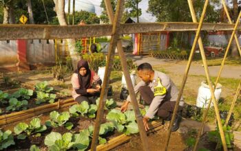 KWT Dusun Pemangket Ubah Pekarangan Jadi Kebun Sayur Produktif di Kuripan Utara