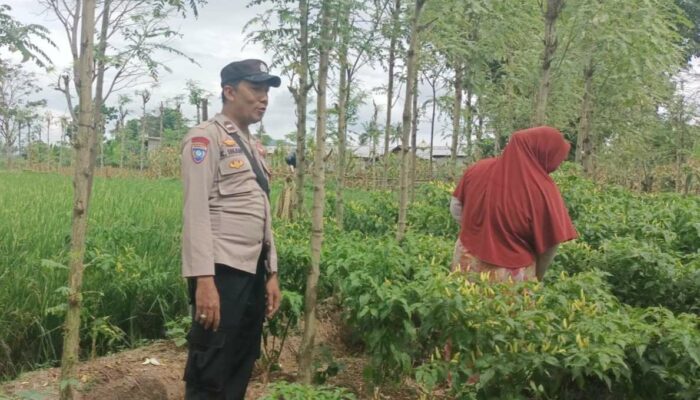 Dari Ombe Baru untuk Indonesia Emas 2045: Panen Cabai dan Pesan Ketahanan Pangan