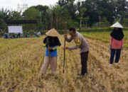 Ketahanan Pangan Dimulai dari Desa, Polsek Kuripan Dampingi Petani Jagung di Iting Langgem