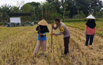 Ketahanan Pangan Dimulai dari Desa, Polsek Kuripan Dampingi Petani Jagung di Iting Langgem