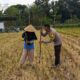 Ketahanan Pangan Dimulai dari Desa, Polsek Kuripan Dampingi Petani Jagung di Iting Langgem