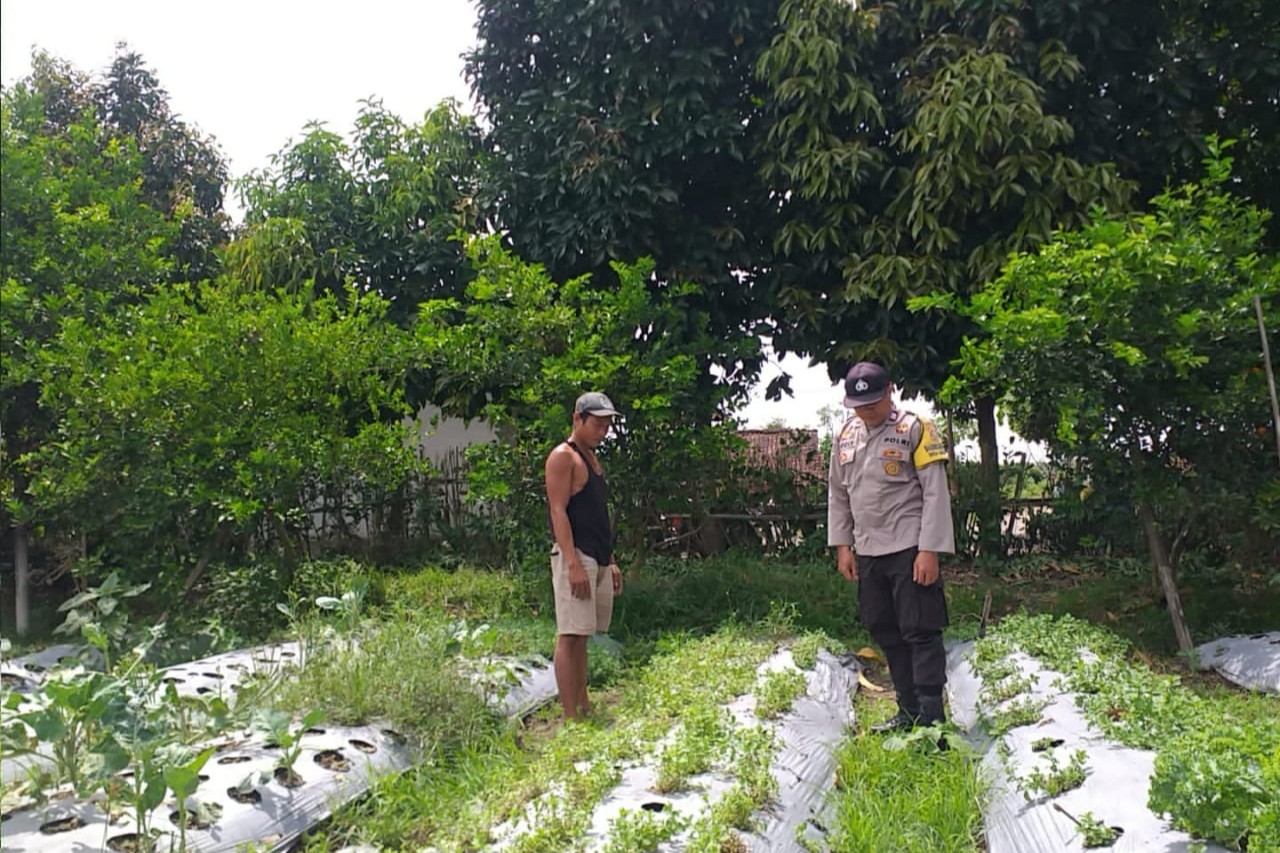 Ketahanan Pangan Dimulai dari Rumah, Inisiatif Bhabinkamtibmas di Desa Jagaraga