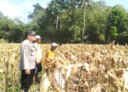 Gerung Selatan Panen Raya, Keamanan Terjaga Berkat Pendampingan Polsek Gerung