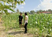 Polisi Desa Cendi Manik Dorong Ketahanan Pangan Lewat Pendampingan Petani Sekotong