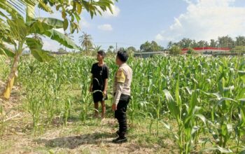 Polisi Desa Cendi Manik Dorong Ketahanan Pangan Lewat Pendampingan Petani Sekotong