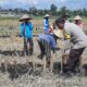 Ketahanan Pangan Jadi Prioritas: Polri Aktif Dampingi Petani di Lombok Barat