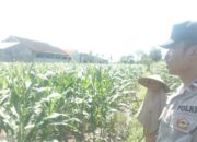 Polri dan Petani Labuapi Bersinergi, Perkuat Ketahanan Pangan Nasional Melalui Optimalisasi Lahan