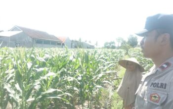 Polri dan Petani Labuapi Bersinergi, Perkuat Ketahanan Pangan Nasional Melalui Optimalisasi Lahan