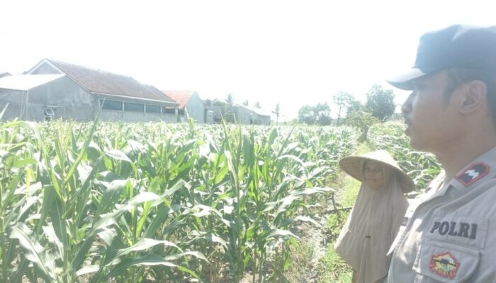 Lahan Tidur Jadi Harapan: Petani Labuapi Didampingi Polisi Tanam Jagung