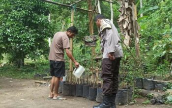 Warga Batulayar Kembangkan Pembibitan Cabai, Polisi Hadir Beri Pendampingan