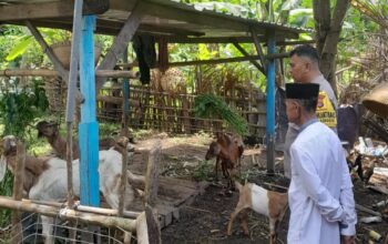 Polsek Batulayar Dorong Ketahanan Pangan Warga Senggigi melalui Edukasi Pertanian