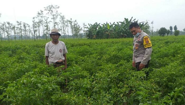 Polsek Kuripan Perkuat Ketahanan Pangan Warga lewat Pendampingan Aktif